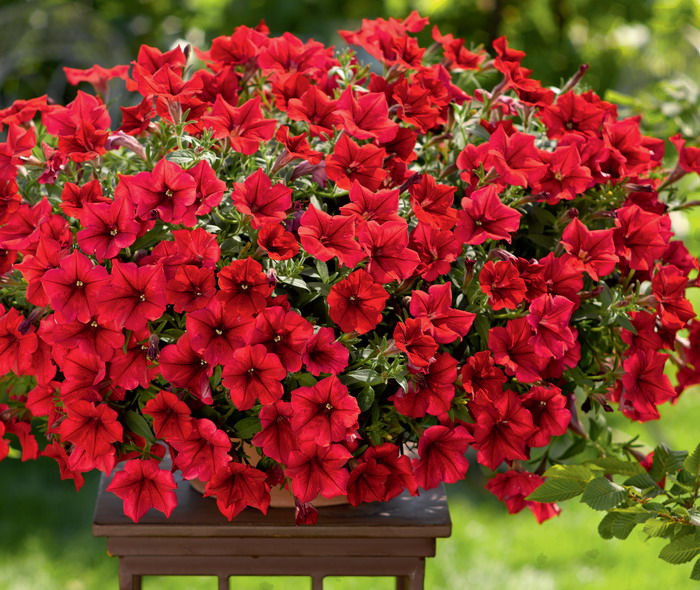 Петуния Сурфиния Табл Дарк Ред